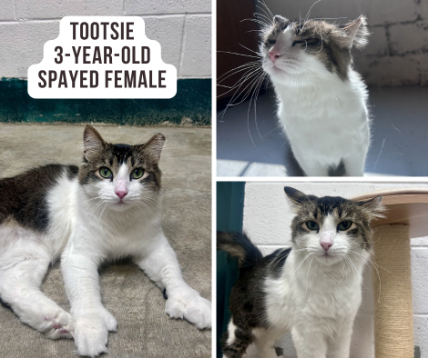 Tootsie - Copy